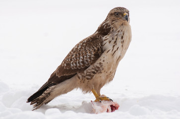 Buzzard