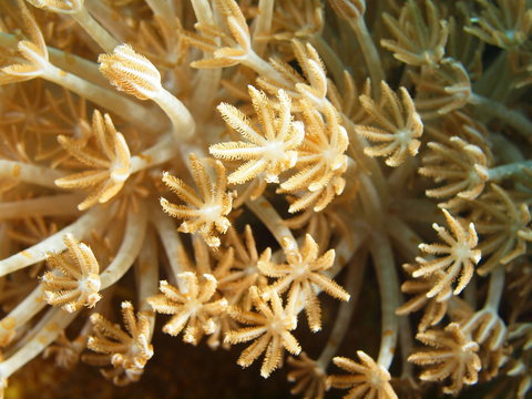 Soft coral, Philippine sea