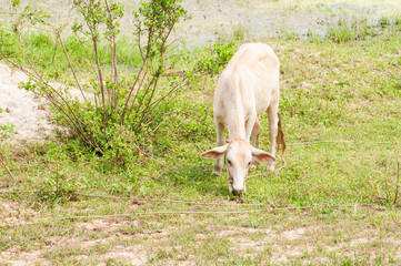 Cow on field