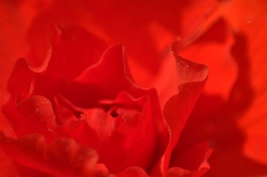 Red Begonia