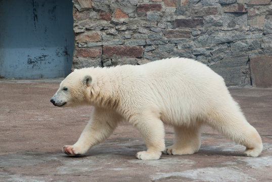 Polar bear (Ursus Maritimus) cub walks