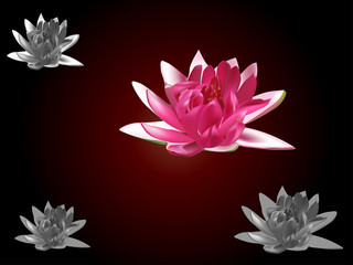 pink water lily flower on dark background