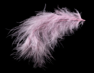 pink fluffy feather isolated on black