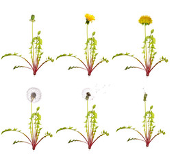 dandelion from the begining to senility