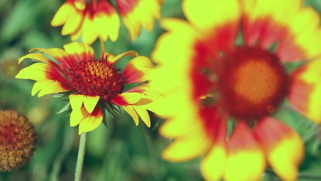 Gaillardia