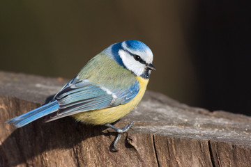 Blaumeise