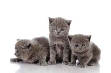 three little british kittens. isolated on white
