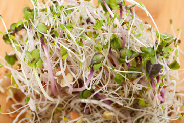 The healthy diet. Fresh sprouts isolated on white background