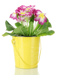 Beautiful pink primula in .pail, isolated on white