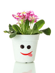 Beautiful pink primula in flowerpot, isolated on white