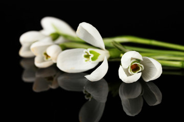 Snowdrop flowers, isolated on black