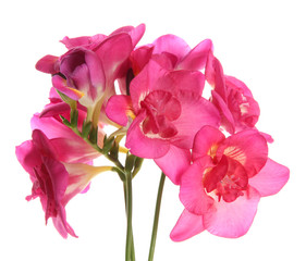 Beautiful bouquet of freesias, isolated on white