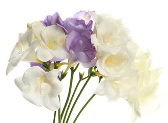 Beautiful bouquet of freesias, isolated on white
