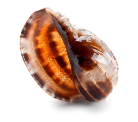 Seashell in close-up isolated on a white