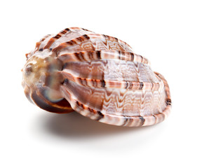 Seashell in close-up isolated on a white