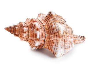 Seashell in close-up isolated on a white