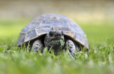 Testudo hermanni tortoiseon a white isolated background beach