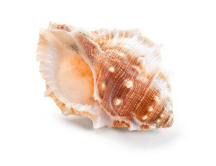 Seashell in close-up isolated on a white