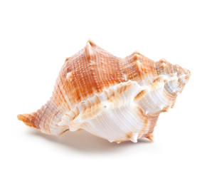 Seashell in close-up isolated on a white