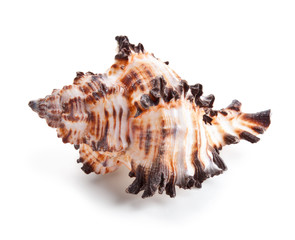 Obraz premium Seashell in close-up isolated on a white