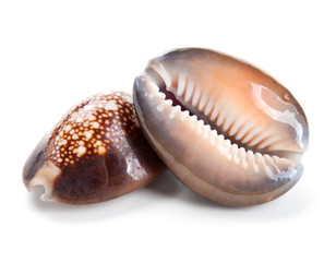 Seashell in close-up isolated on a white