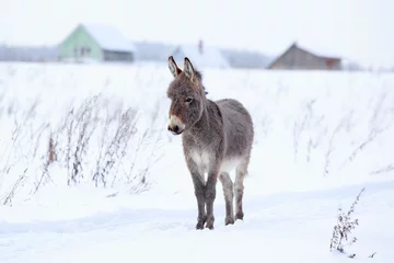 Photo sur Plexiglas Âne Âne gris dans le domaine d& 39 hiver