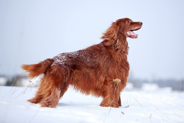 Red irish setter dog in snow field
