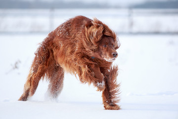 Red irish setter dog in snow field
