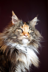 Maine Coon cat portrait