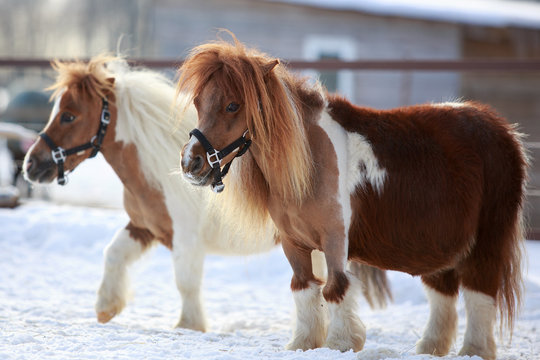 mini Horses at winter