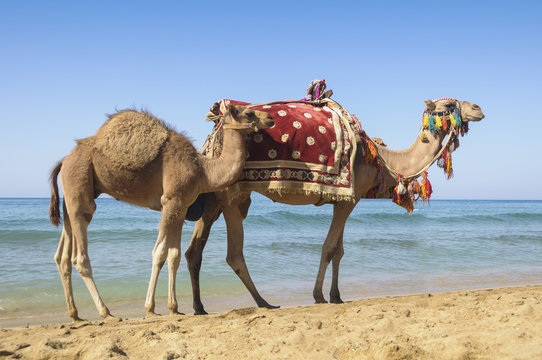 Camel and tank at sea cost of Socotra island, Yemen