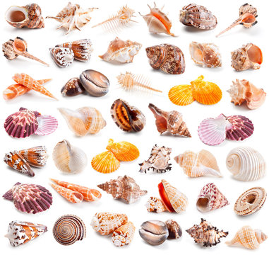 Seashell collection isolated on a white