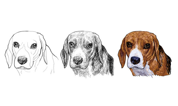The portrait of Beagle in vector painting styles