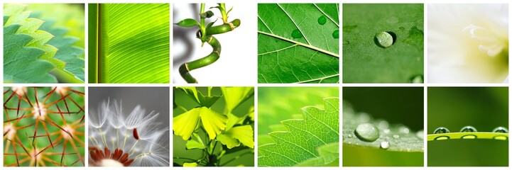 Fototapeta premium COLLAGE DE 12. INSPIRACIÓN NATURALEZA