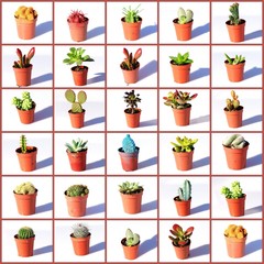 COLLAGE DE MACETAS DE CACTUS PEQUEÑAS