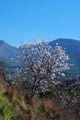 Almond blossom, Andalusia, Spain © Arena Photo UK