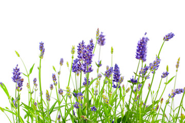 flower of lavender on a white background - obrazy, fototapety, plakaty