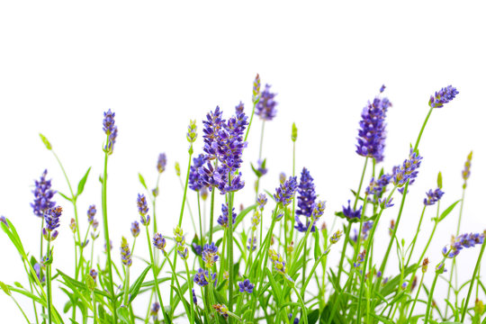 Fototapeta flower of lavender on a white background