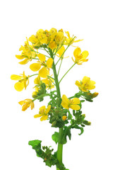 Rape blossoms isolated on white background