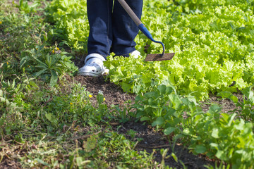 Obraz premium Weedig lettuce.