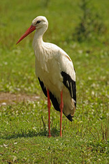 Storch neu