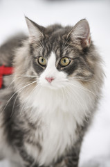 Gatto Norvegese