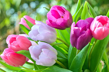 Fototapeta premium Tulpen, ganz nah