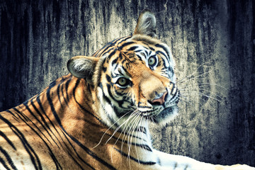 Tygrys na ścianie grunge