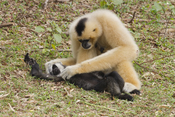 Obraz premium White Cheeked Gibbon family