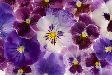 Foto op Plexiglas Viooltjes viooltje