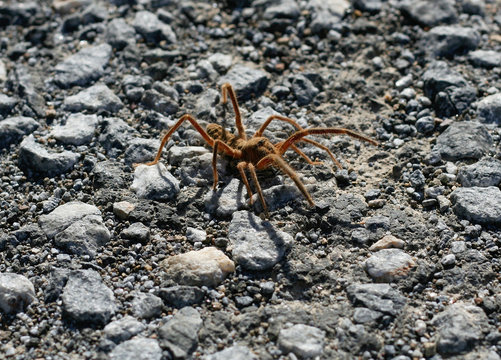 Solifugae - dangerous spider in middle east