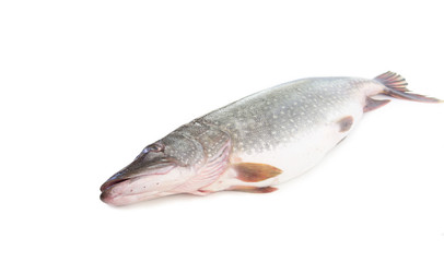 Pike fish on a white background