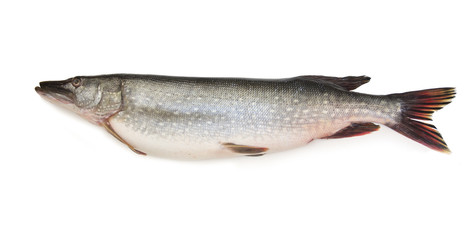 Pike fish on a white background