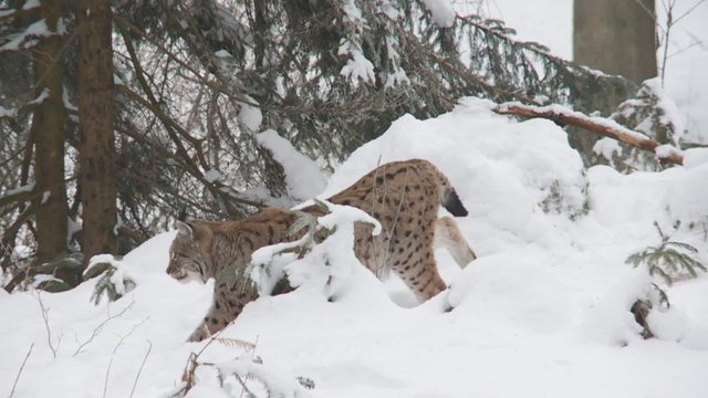Luchs